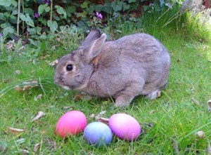 Easter eggs and bunny